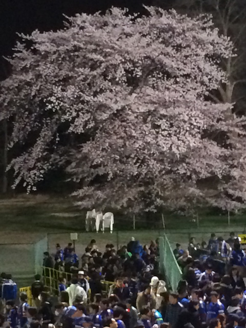 日立柏サッカー場の桜