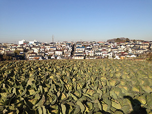 【横浜西谷の農地】