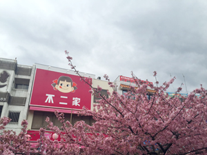 【河津桜満開の三浦海岸駅前】